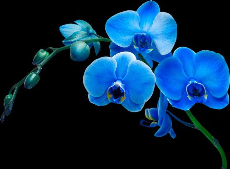 Clipart orchids on a transparent background - 32.png