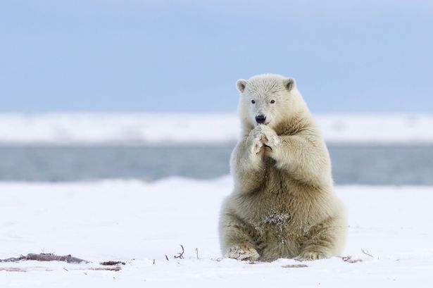 Przerażające Zdjęcia - PAY-Polar-bear-cub.jpg