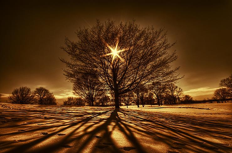Noc - Tree_Of_Light_by_lowapproach.jpg
