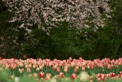 SPRING - 154278-Spring-Rain-And-Tulips.gif