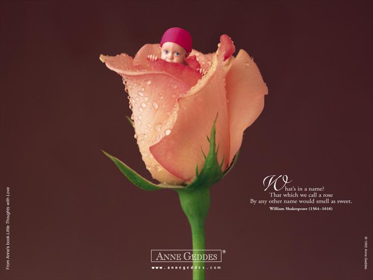 Róża- przepiękny kwiat - AnneGeddes_Wallpaper82.jpg