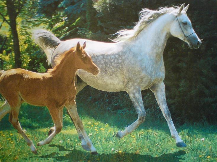  Konie Simoni - KONIE 0979.jpg
