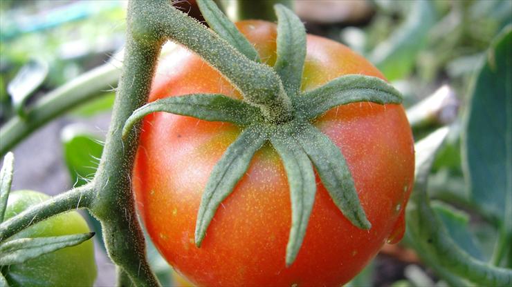 warzywa - pomidor.jpg
