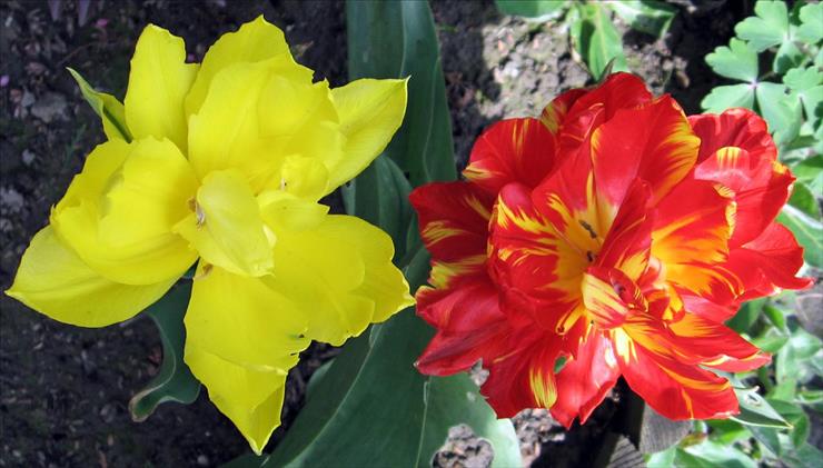 Kwiaty z mojej rabaty - Tulipan 10.jpg
