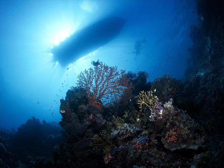 Podwodny świat - Underwater Wallpaper 71.jpg