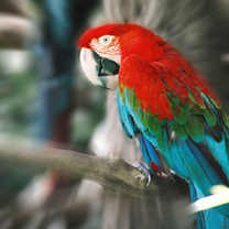 TAPETY NA KOMÓRKĘ - Macaw.jpg