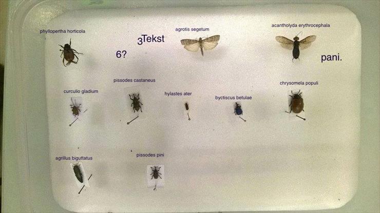 entomologia leśna - ento 4.jpg