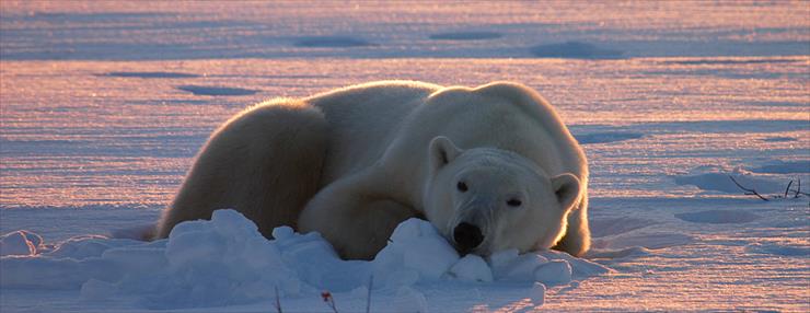  RATUJMY NIEDŹWIEDZIE POLARNE - polar-bear-viewing-tours-churchill-manitoba.jpg