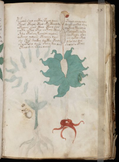 Voynich Manuscript - 1006128.jpg