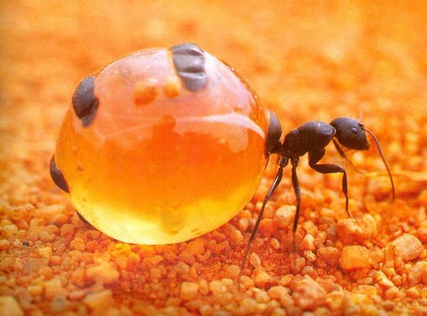 Najdziwniejsze zwierzęta świata ilustracje - Mrówka miodowa.jpg