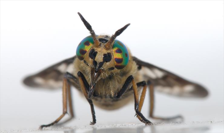 Pasożyty i insekty - mucha końska.jpg