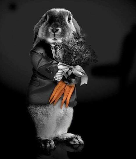 - zwierzątkowo - pan królik.jpg