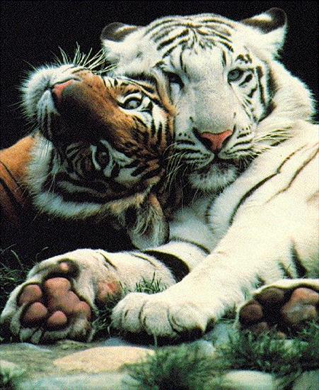 Zwierzaki - tygryski.jpg